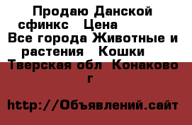  Продаю Данской сфинкс › Цена ­ 2 000 - Все города Животные и растения » Кошки   . Тверская обл.,Конаково г.